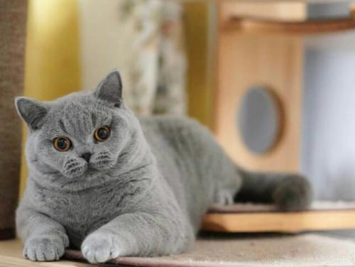 small_17hobi-kucing